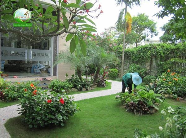 Giới thiệu về dịch vụ trồng cây ở Long An cũng như thiết kế thi công sân vườn hoàn chỉnh